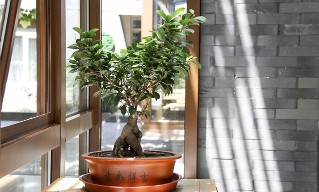 Bonsai – czym tak naprawdę jest? Bonsai - czym tak naprawdę jest?