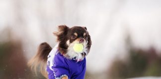 Jak zadbać o swojego psa w deszczowe i chłodne dni?