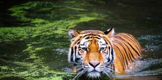 Czy duża głowa to duży mozg?