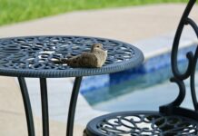 Czy na basenie można kąpać się w spodenkach?