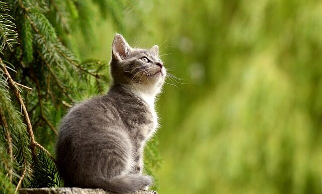 Co pasuje do szarych spodni męskich? Co pasuje do szarych spodni męskich?