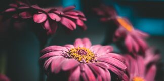 Ile kosztuje Gerber kwiat?