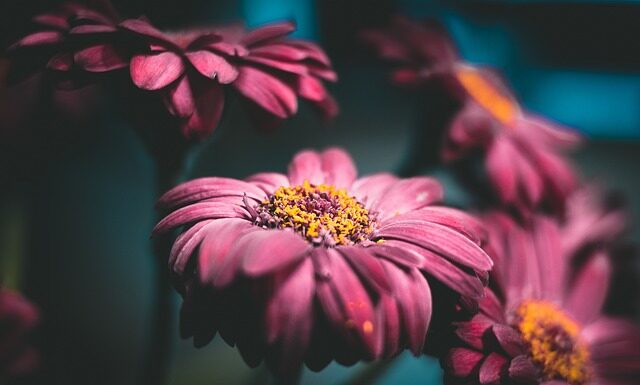 Ile kosztuje Gerber kwiat? Ile kosztuje Gerber kwiat?