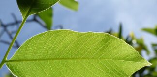 Jakie są konsekwencje za jazdę samochodem bez kratki?