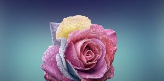 Co oznacza niebieska chusta?