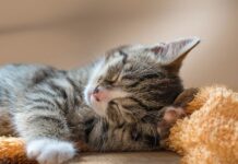 Dlaczego creepery boją się kotów? Dlaczego creepery boją się kotów?