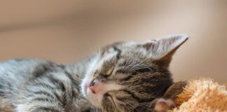 Dlaczego creepery boją się kotów?