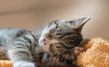 Dlaczego creepery boją się kotów? Dlaczego creepery boją się kotów?