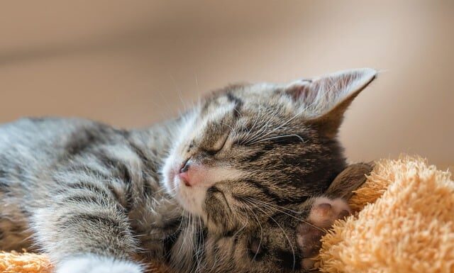 Dlaczego creepery boją się kotów?