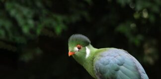 Co pasuje do białych butów?