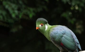 Co pasuje do białych butów?