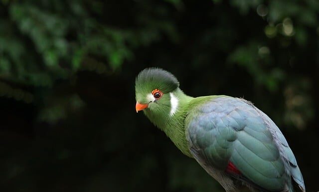 Co pasuje do białych butów?