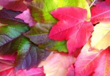 Co jest charakterystyczne dla Creeper to? Co jest charakterystyczne dla Creeper to?