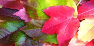 Co jest charakterystyczne dla Creeper to?