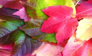 Co jest charakterystyczne dla Creeper to? Co jest charakterystyczne dla Creeper to?