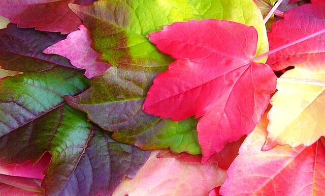 Co jest charakterystyczne dla Creeper to?