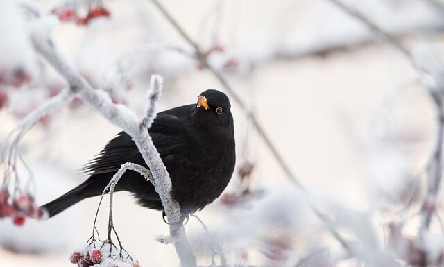 Na czym polega działanie smartwatch? Na czym polega działanie smartwatch?