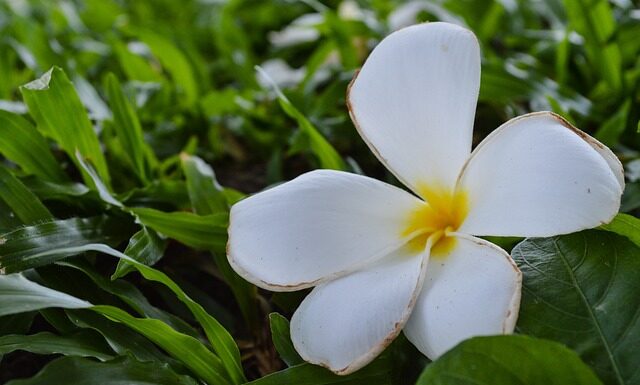 Kto może nosić Tiarę? Kto może nosić Tiarę?