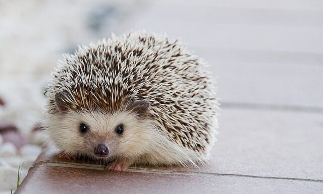 Jakie kołki do stelaży GK? Jakie kołki do stelaży GK?