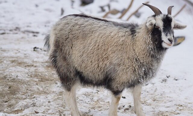 Czy Kaszmirowa czapka jest ciepła?