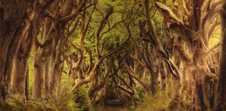 Ile nalewek na wiejski stół?