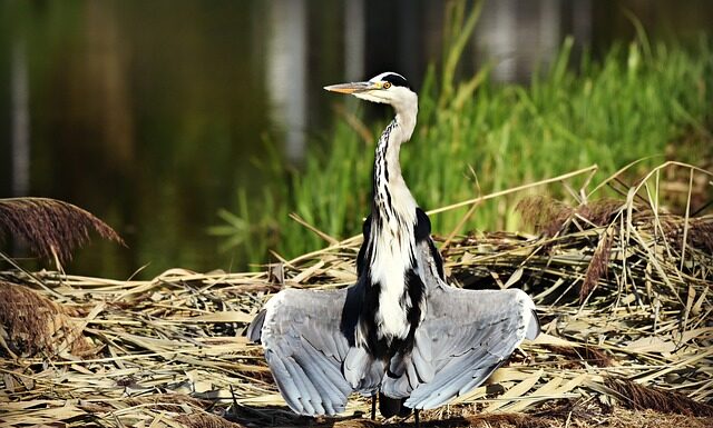 Jak suszyć róże aby nie straciły koloru? Jak suszyć róże aby nie straciły koloru?