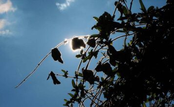 Czy creepersy są wygodne? Czy creepersy są wygodne?