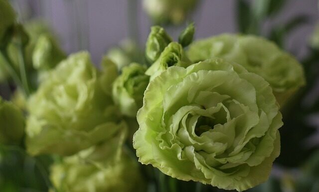 Ile trzyma się eustoma? Ile trzyma się eustoma?