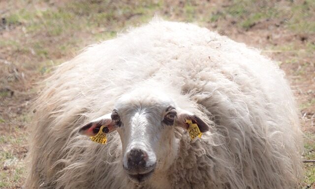 Co lepsze merino czy kaszmir? Co lepsze merino czy kaszmir?