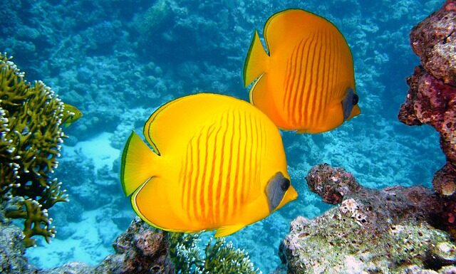 Dlaczego Koral matowieje? Dlaczego Koral matowieje?