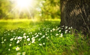 Jak przypiąć kwiaty do włosów?