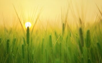 Jak Wyróżnić pana młodego?