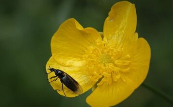 Kto plecie koronę? Kto plecie koronę?