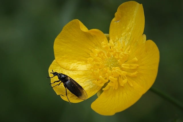 Kto plecie koronę? Kto plecie koronę?