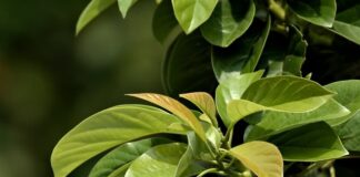 Ile w pasie do wzrostu?