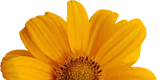 Jak pięknie wyglądać w domu?