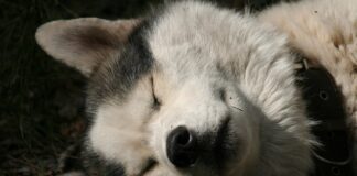 Jak ustawić godzinę w zegarku Gino Rossi?