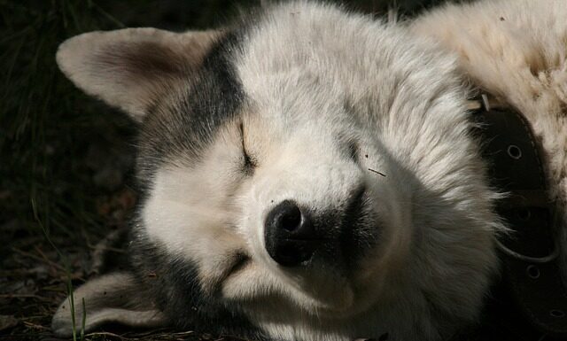 Jak ustawić godzinę w zegarku Gino Rossi? Jak ustawić godzinę w zegarku Gino Rossi?