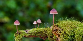 Jakie są rodzaje spodni?