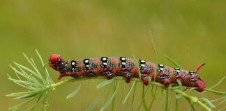 Czy w bransoletce Pandora można spać?