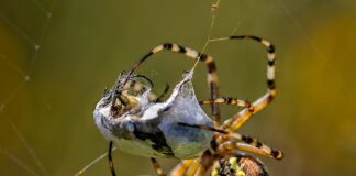 Jak Wpiąć diadem we włosy?