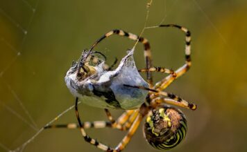 Jak Wpiąć diadem we włosy?