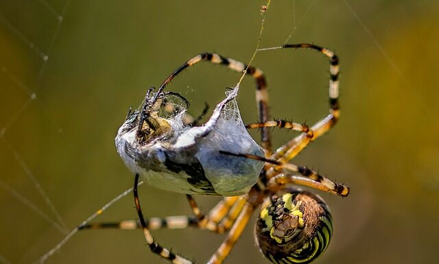 Jak Wpiąć diadem we włosy? Jak Wpiąć diadem we włosy?