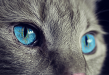 Czy duża głowa świadczy o inteligencji? Czy duża głowa świadczy o inteligencji?