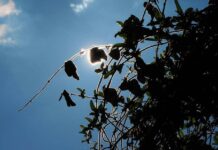 Co to są creepersy w Polsce? Co to są creepersy w Polsce?