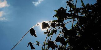 Co to są creepersy w Polsce?