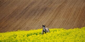 Jak przetrwać na weselu?