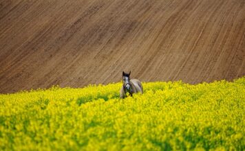 Jak przetrwać na weselu? Jak przetrwać na weselu?