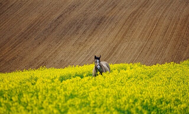 Jak przetrwać na weselu? Jak przetrwać na weselu?