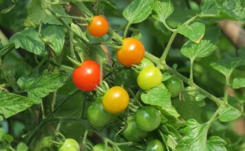 Gdzie kupić creepersy?